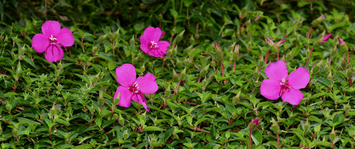 Trailing Lasiandra Native to Mexico. <br />
<br />
Also commonly known as Spanish shawl. An evergreen, prostrate perennial with dense sprawling green foliage, red stems and very colourful flushes of magenta open faced flowers from spring through to autumn.<br />
<br />
Each flower 30 mm diameter. <br />
 Australia,Flora,Geotagged,Heterocentron elegans,Melastomataceae,Myrtales,Spanish Shawl,Spanish shawl,Spring,botany,macro,new south wales,pink flowers,trailing Lasiandra