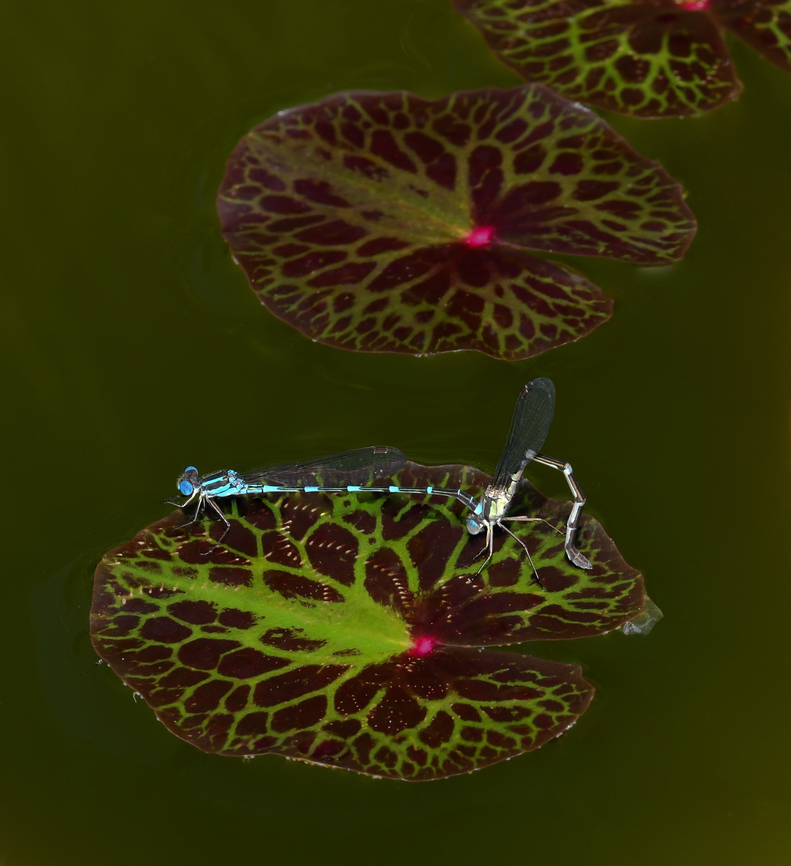 Wandering ringtails mating Seen on a still body of water, resting on native Nymphoides crenata.<br />
<br />
Body length 40 mm.  Australia,Austrolestes leda,Geotagged,Lestidae,Odonata,Spring,Wandering Ringtail,arthropod,damselfly reproduction,fauna,insect,invertebrate,macro,new south wales
