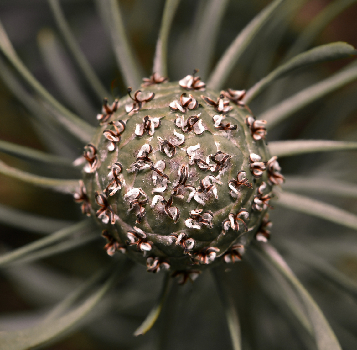 Galpin's conebush Native to South Africa. <br />
<br />
Of note are these intriguing silver seed cones produced in spring. Leucadendrons are dioecious - separate male and female plants. Both the male and female flowers occur in dense heads at the branch tips with the male flowers the most attractive, only the female plant will produce these cones and seed.<br />
<br />
Leucadendron galpinii is a multi-stemmed, evergreen perennial with long, upright stems covered in silver-green foliage. <br />
<br />
This is cultivar Purple Haze growing to 1.5 m. <br />
<br />
<figure class="photo"><a href="https://www.jungledragon.com/image/161557/galpins_conebush_foliage.html" title="Galpin's conebush foliage"><img src="https://s3.amazonaws.com/media.jungledragon.com/images/3314/161557_thumb.jpg?AWSAccessKeyId=05GMT0V3GWVNE7GGM1R2&Expires=1759968010&Signature=bNVWyB3WV4kNJAA%2B9VSp8CO%2B7N0%3D" width="200" height="148" alt="Galpin's conebush foliage Native to South Africa.<br />
<br />
Of note are these intriguing silver seed cones produced in spring. Leucadendrons are dioecious - separate male and female plants. Both the male and female flowers occur in dense heads at the branch tips with the male flowers the most attractive, only the female plant will produce these cones and seed.<br />
<br />
Leucadendron galpinii is a multi-stemmed, evergreen perennial with long, upright stems covered in silver-green foliage.<br />
<br />
This is cultivar Purple Haze growing to 1.5 m.<br />
<br />
https://www.jungledragon.com/image/142707/galpins_conebush.html Australia,Galpin's conebush,Geotagged,Leucadendron galpinii,Protaceae,Proteales,autumn,botany,flora,new south wales" /></a></figure><br />
<br />
Australia,Flora,Galpin's conebush,Geotagged,Leucadendron galpinii,Proteaceae,Proteales,Spring,botany,macro,new south wales