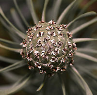 Galpin's conebush Native to South Africa. <br />
<br />
Of note are these intriguing silver seed cones produced in spring. Leucadendrons are dioecious - separate male and female plants. Both the male and female flowers occur in dense heads at the branch tips with the male flowers the most attractive, only the female plant will produce these cones and seed.<br />
<br />
Leucadendron galpinii is a multi-stemmed, evergreen perennial with long, upright stems covered in silver-green foliage. <br />
<br />
This is cultivar Purple Haze growing to 1.5 m. <br />
<br />
https://www.jungledragon.com/image/161557/galpins_conebush_foliage.html<br />
<br />
Australia,Flora,Galpin's conebush,Geotagged,Leucadendron galpinii,Proteaceae,Proteales,Spring,botany,macro,new south wales