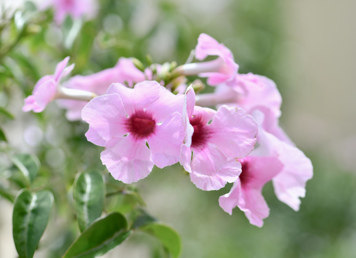 Australian bower of beauty vine Pandorea jasminoides, commonly known as bower of beauty and bower vine is an evergreen, vigorous woody climber. Natural distribution is in tropical/subtropical rainforests and warm temperate areas of eastern Queensland down to northern New South Wales.<br />
<br />
 Australia,Bignoniaceae,Bower of beauty,Flora,Geotagged,Lamiales,Pandorea jasminoides,Spring,botany,bower of beauty vine,bower vine,macro,new south wales,pink flowers