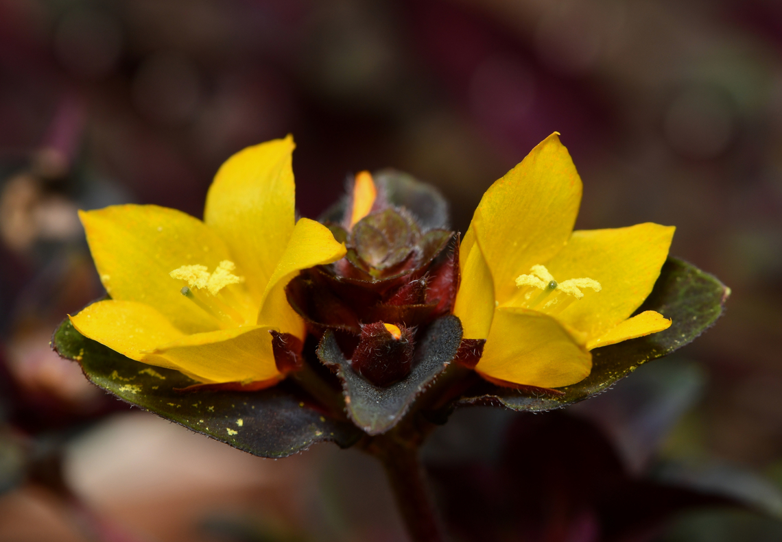 Golden globes loosestrife Native to south-east Asia. Also commonly known as creeping Jenny. <br />
<br />
Ground covering herbaceous plant, covering areas by runners and stolons. The small flowers appear at the end of the stems in groups of two to four. <br />
<br />
This is cultivar Persian Carpet with a lovely purplish colour to the foliage. <br />
<br />
 Australia,Ericales,Geotagged,Lysimachia congestiflora,Primulaceae,Spring,botany,creeping Jenny,flora,golden globes loosestrife,macro,new south wales,yellow flowers