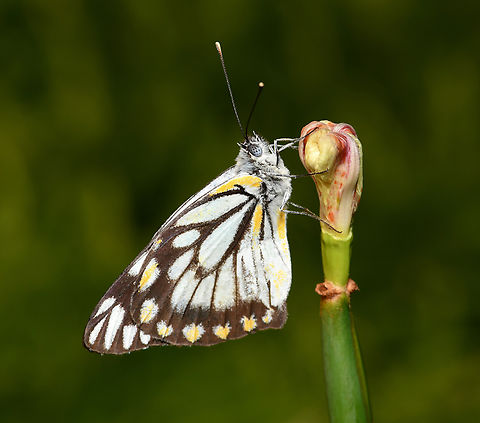 Australian caper white In spring many caper white butterflies migrate to where caper shrubs and creepers are more common. They usually fly inland, west of the Great Dividing Range, but a westerly wind may blow them off course and they may then be seen by people such as myself living along the coast. 

The larvae eat only plants belonging to the caper family Capparaceae including native capers and warrior bushes.

Around 55 mm wing diameter. 

This is specifically Belenois java ssp. teutonia.
 Australia,Belenois java,Caper white,Geotagged,Lepidoptera,Pieridae,Spring,arthropod,caper white,common white,fauna,insect,invertebrate,macro,new south wales