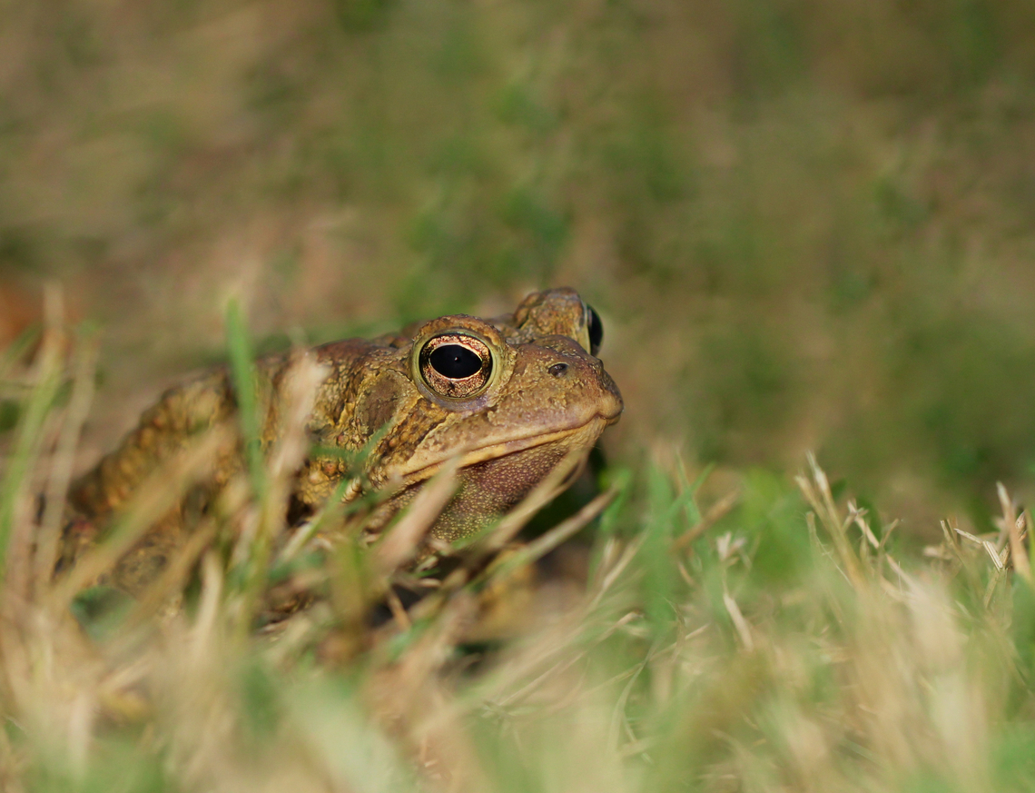 Forever unimpressed American toad by the side of a creek. <br />
<br />
Around 8 cm body length. American Toad,American toad,Amphibia,Anaxyrus americanus,Anura,Bufonidae,Geotagged,Summer,United States,fauna,pennsylvania,vertebrate