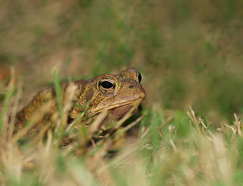Forever unimpressed American toad by the side of a creek. 

Around 8 cm body length. American Toad,American toad,Amphibia,Anaxyrus americanus,Anura,Bufonidae,Geotagged,Summer,United States,fauna,pennsylvania,vertebrate