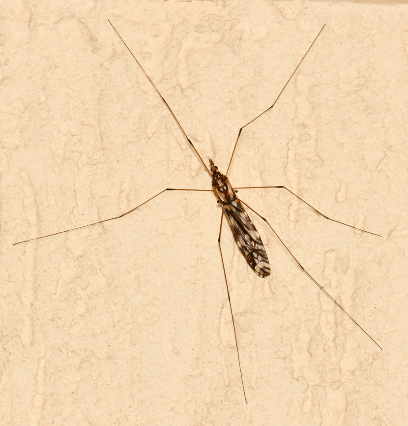 Ischnotoma eburnea A native Australian crane fly with a body length of 25 mm. Australia,Diptera,Geotagged,Ischnotoma eburnea,Spring,Tipulidae,arthropod,crane fly,fauna,insect,invertebrate,macro,new south wales