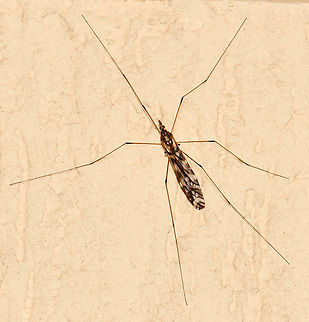 Ischnotoma eburnea A native Australian crane fly with a body length of 25 mm. Australia,Diptera,Geotagged,Ischnotoma eburnea,Spring,Tipulidae,arthropod,crane fly,fauna,insect,invertebrate,macro,new south wales
