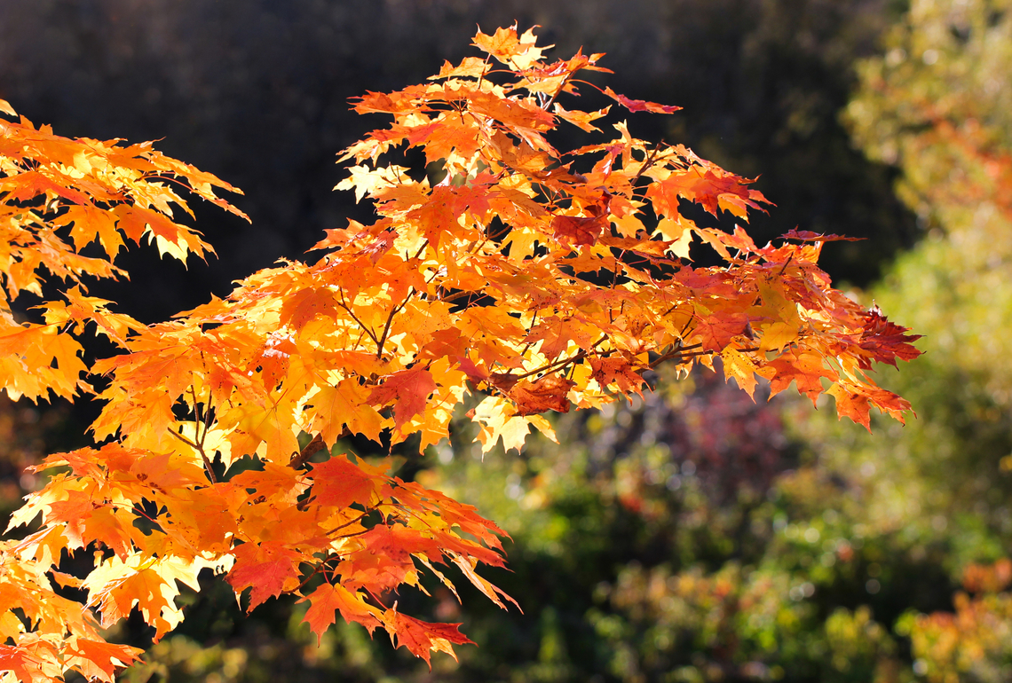 Fall's fire and flare There is no denying the effect of autumn&#039;s visual symphony and poetry upon the soul. <br />
<br />
Whether great swathes of forests or parts of a single tree as seen here - the beauty and majesty of this emotive season never fails to impress. <br />
<br />
&#039;Fall, leaves, fall; die, flowers, away;<br />
Lengthen night and shorten day;<br />
Every leaf speaks bliss to me&#039;.......Emily Bront&euml; 1846<br />
 Acer saccharum,Fall,Flora,Geotagged,Sapindaceae,Sapindales,Sugar Maple,United States,autumn,botany,pennsylvania