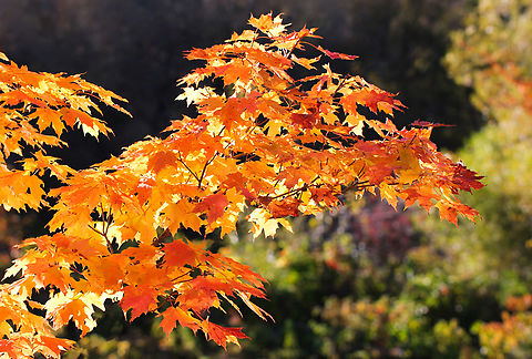 Fall's fire and flare There is no denying the effect of autumn's visual symphony and poetry upon the soul. 

Whether great swathes of forests or parts of a single tree as seen here - the beauty and majesty of this emotive season never fails to impress. 

'Fall, leaves, fall; die, flowers, away;
Lengthen night and shorten day;
Every leaf speaks bliss to me'.......Emily Brontë 1846
 Acer saccharum,Fall,Flora,Geotagged,Sapindaceae,Sapindales,Sugar Maple,United States,autumn,botany,pennsylvania