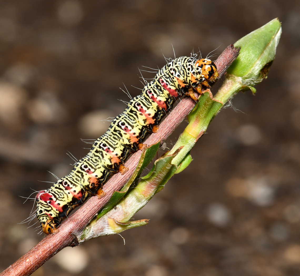 Australian grapevine moth larva There were 6 of these dynamic caterpillars in the one area making a meal of native snake vine, Hibbertia scandens. <br />
<br />
50 mm length. Agaristinae,Australia,Australian Grapevine Moth,Fauna,Geotagged,Lepidoptera,Noctuidae,Phalaenoides glycinae,Spring,arthropod,insect,invertebrate,macro,new south wales