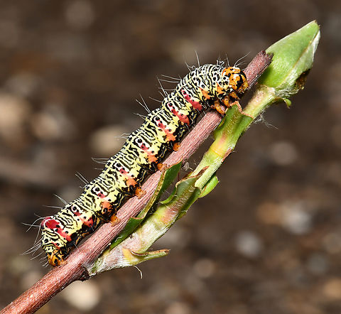 Australian grapevine moth larva There were 6 of these dynamic caterpillars in the one area making a meal of native snake vine, Hibbertia scandens. 

50 mm length. Agaristinae,Australia,Australian Grapevine Moth,Fauna,Geotagged,Lepidoptera,Noctuidae,Phalaenoides glycinae,Spring,arthropod,insect,invertebrate,macro,new south wales