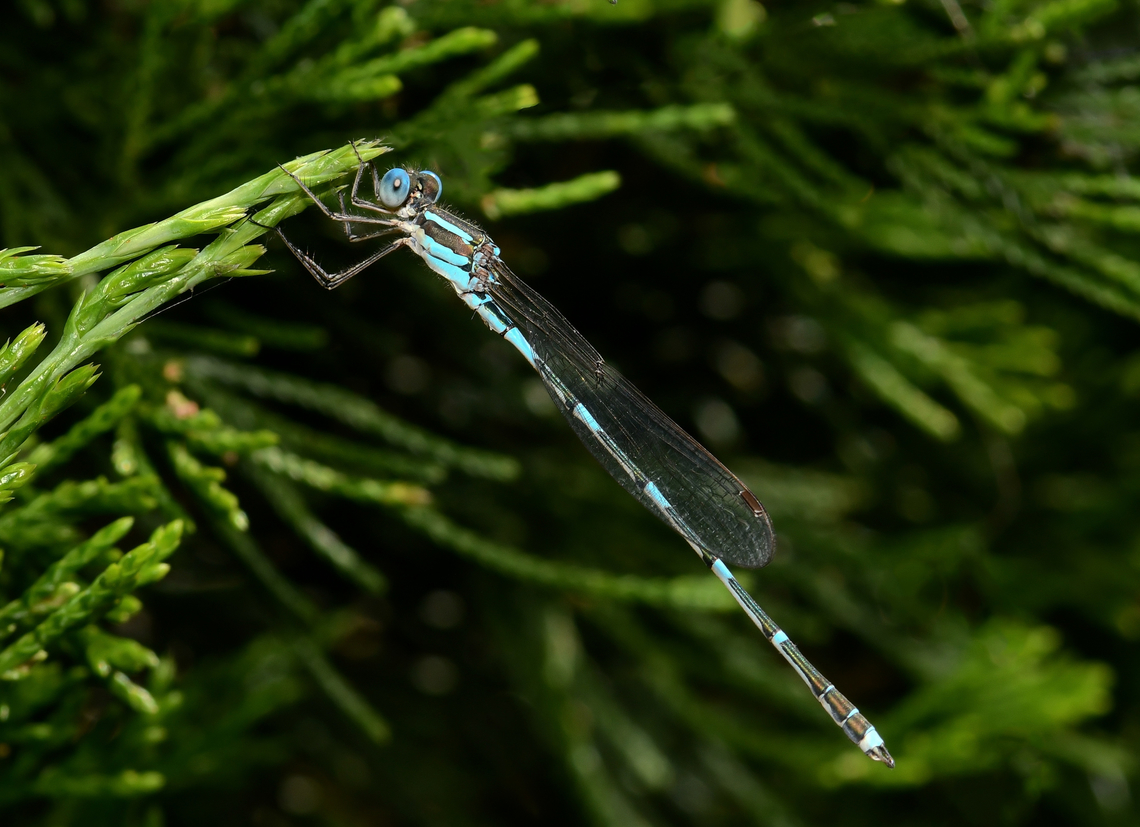 Ringtail at rest I am delighted to see so much damsel and dragonfly activity right now. <br />
<br />
These wandering ringtail damselflies like to be around slow moving or still water and are endemic to the east of our country. <br />
<br />
Here is one taking a rest from its frenetic activity. <br />
<br />
Male, 40 mm body length Australia,Austrolestes leda,Fauna,Geotagged,Lestidae,Odonata,Spring,Wandering Ringtail,arthropod,insect,invertebrate,macro,new south wales,wandering ringtail