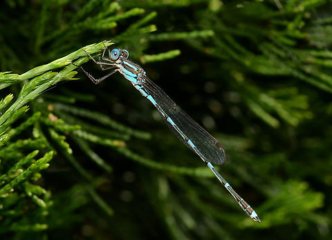 Ringtail at rest I am delighted to see so much damsel and dragonfly activity right now. 

These wandering ringtail damselflies like to be around slow moving or still water and are endemic to the east of our country. 

Here is one taking a rest from its frenetic activity. 

Male, 40 mm body length Australia,Austrolestes leda,Fauna,Geotagged,Lestidae,Odonata,Spring,Wandering Ringtail,arthropod,insect,invertebrate,macro,new south wales,wandering ringtail