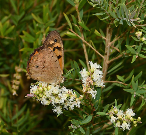 Australian common brown butterfly Natural habitat extends from south-eastern Queensland, down in to New South Wales, Victoria and Tasmania. Then also over in southern Western Australia to a lesser degree. 

Mating occurs during October or November and the males die shortly after. Females live for three months or more, waiting for the heat of summer to pass and the grass to grow before laying their eggs in early March. They lay their eggs directly onto several introduced and native grass species.

Around 70 mm wingspan Australia,Australian common brown butterfly,Common Brown,Geotagged,Heteronympha merope,Lepidoptera,Spring,arthropod,fauna,insect,invertebrae,macro,new south wales