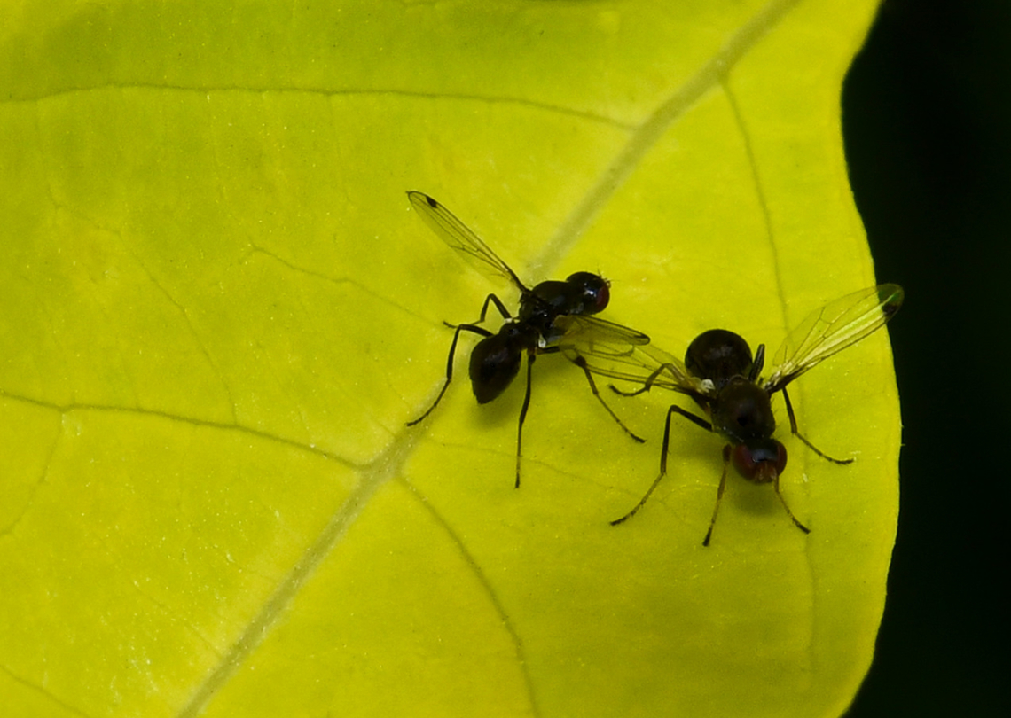 Parapalaeosepsis plebeia sepsid flies Natural distribution is mainly in south-eastern Australia.    <br />
<br />
These very small flies are ant-like and black in colour. Their wings are clear and have a small dark spot near the apex. They have the habit of continuously waving the wings when at rest. <br />
<br />
Body length 4 mm.  Australia,Diptera,Geotagged,Parapalaeosepsis plebeia,Sepsidae,Spring,arthropod,fauna,insect,invertebrate,macro,new south wales