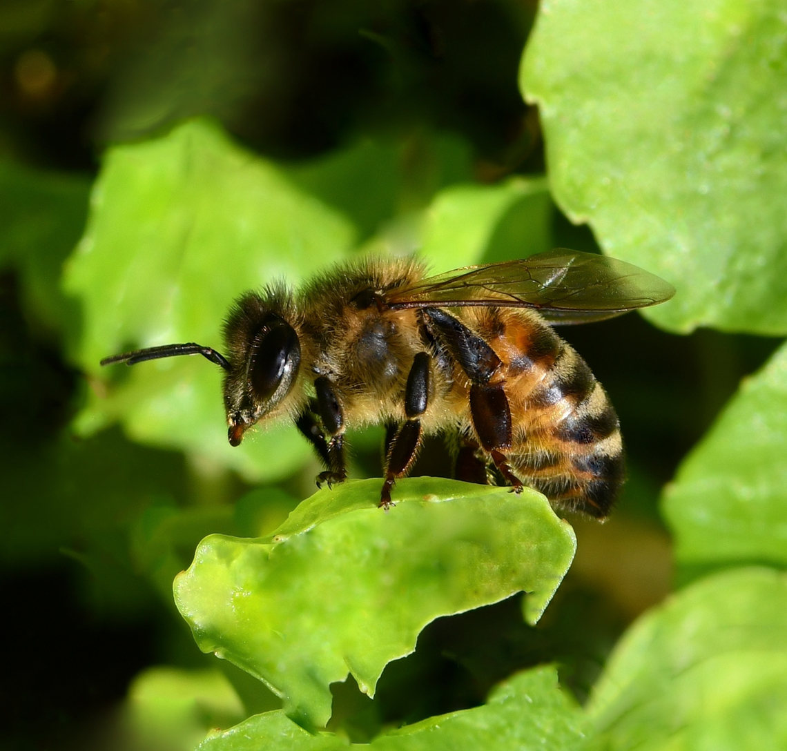 Busy bee breaktime Apis mellifera having a little rest. <br />
<br />
The European honey bee is an exotic species that was introduced into the Australian environment over 180 years ago by European Colonial communities. <br />
<br />
15 mm length Apidae,Apis mellifera,Australia,European honey bee,Geotagged,Hymenoptera,Spring,Western honey bee,arthropod,fauna,insect,invertebrate,macro,new south wales