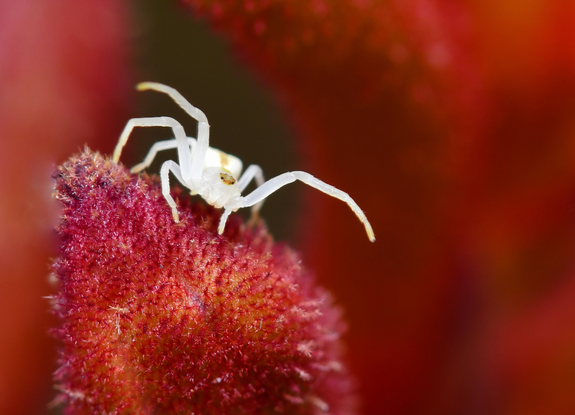 Tiny pearl on ruby red Incredibly small female crab spider, just a few mm body length. Perhaps juvenile. I only saw her on these native kangaroo paw flower buds due to the contrasting colours. Out of place when I came upon her, as they usually hang out on flowers of similar colour to themselves. <br />
<br />
This is Thomisus spectabilis, commonly called spectacular crab spider or simply white crab spider. <br />
<br />
Usually white, but can have patches of yellow, or appear fully yellow. The legs and head appear almost translucent. <br />
<br />
Of interest is that the spider also takes advantage of its colour scheme's reflectance of UV light to create a colour contrast in the visual field of the bees that subsequently attracts them.<br />
<br />
 Araneae,Australia,Geotagged,Spring,Thomisidae,Thomisus spectabilis,White crab spider,arachnid,arthropod,fauna,invertebrate,macro,new south wales