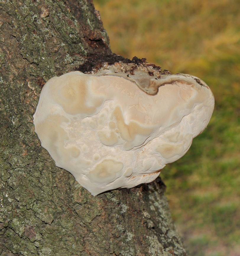Ganoderma fungus I believe this is the correct genus, but will do some more investigation. <br />
<br />
14 cm diameter.  Agaricomycetes,Australia,Basidiomycota,Ganoderma,Ganodermataceae,Geotagged,Polyporales,new south wales,winter