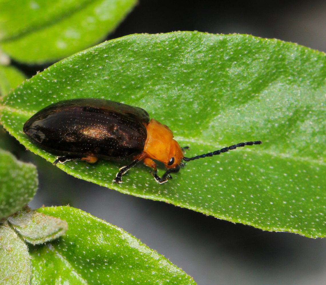 Australian Chrysomelid leaf beetle Lamprolina aeneipennis is endemic to the eastern parts of this country. <br />
<br />
10 mm length. <br />
 Australia,Chrysomelidae,Coleoptera,Geotagged,Lamprolina aeneipennis,Leaf beetle,Pittosporum Leaf Beetle,Spring,arthropod,fauna,insect,invertebrate,macro,new south wales
