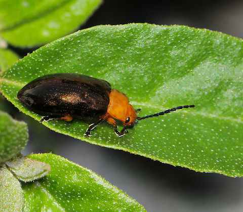 Australian Chrysomelid leaf beetle Lamprolina aeneipennis is endemic to the eastern parts of this country. 

10 mm length. 
 Australia,Chrysomelidae,Coleoptera,Geotagged,Lamprolina aeneipennis,Leaf beetle,Pittosporum Leaf Beetle,Spring,arthropod,fauna,insect,invertebrate,macro,new south wales