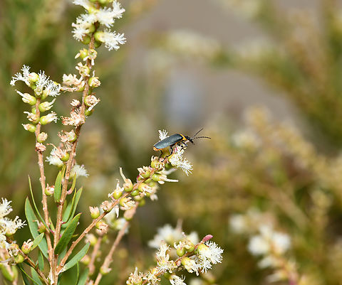 Leatherwing beetle looking for love I came across this single leatherwing beetle, but it didn't remain alone for long. 

I was witness to the sudden appearance of hundreds of them filling the sky, living up to their other common name of plague soldier beetle. I gather this is a mating frenzy. 

Within a minute or so, myself and this native Melaleuca trichostachya bush were covered in them. 

15 mm body length.

 Australia,Cantharidae,Chauliognathus lugubris,Coleoptera,Geotagged,Leatherwing beetle,Plague Soldier beetle,Plague soldier beetle,Spring,arthropod,fauna,insect,invertebrate,macro,new south wales