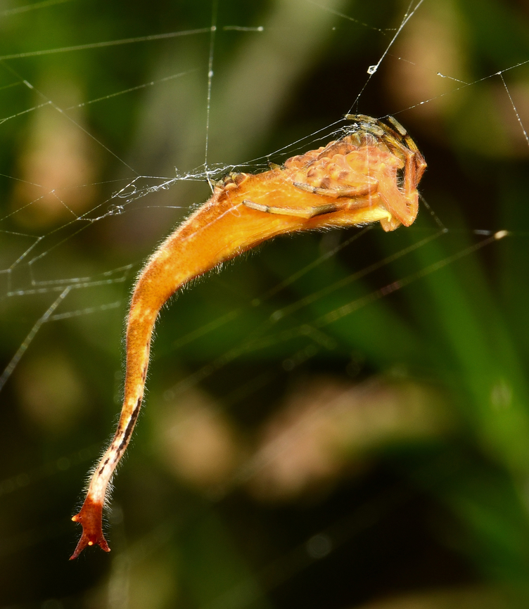 Scorpion-tailed spider Seen hanging in the centre of a small orb web in green shrubs. These unique looking spiders were given their common name because they sometimes curl the ends of their abdomens upwards in much the same way as a scorpion does. <br />
<br />
Males are much smaller and lack the extended abdomen. <br />
<br />
Latero-ventral view. <br />
<br />
Female, 10 mm length.  Arachnura higginsi,Araneae,Araneidae,Australia,Fauna,Geotagged,Spring,arachnid,arthropod,invertebrate,macro,new south wales,scorpion orb weaver,scorpion-tailed spider,tailed spider