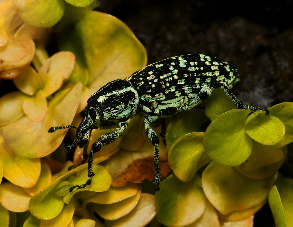 Botany Bay diamond weevil Native to this country in the south-east, taking the title of 'first insect from Australia', after being collected by Sir Joseph Banks when Captain Cook’s expedition landed in Botany Bay in 1770, then recorded officially in 1775 by Danish entomologist Johan Fabricius.<br />
<br />
It is a lovely looking insect whose colour is predominantly black with patches of metallic blue or green scales. Both immature and adult stages live on just 28 of our 1000 Acacia species. The larvae form tunnels in the trunk and roots of the plant.<br />
<br />
25 mm body length Australia,Botany Bay Diamond Weevil,Botany Bay diamond weevil,Chrysolopus spectabilis,Coleoptera,Curculionidae,Geotagged,Summer,arthropod,fauna,insect,invertebrate,macro,new south wales,snout beetle