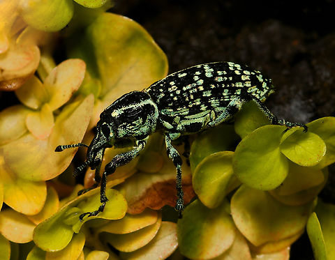 Botany Bay diamond weevil Native to this country in the south-east, taking the title of 'first insect from Australia', after being collected by Sir Joseph Banks when Captain Cook’s expedition landed in Botany Bay in 1770, then recorded officially in 1775 by Danish entomologist Johan Fabricius.

It is a lovely looking insect whose colour is predominantly black with patches of metallic blue or green scales. Both immature and adult stages live on just 28 of our 1000 Acacia species. The larvae form tunnels in the trunk and roots of the plant.

25 mm body length Australia,Botany Bay Diamond Weevil,Botany Bay diamond weevil,Chrysolopus spectabilis,Coleoptera,Curculionidae,Geotagged,Summer,arthropod,fauna,insect,invertebrate,macro,new south wales,snout beetle