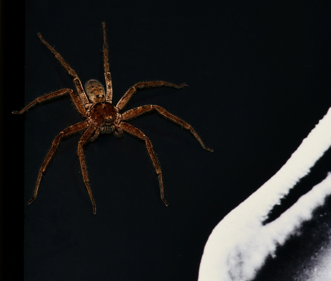 The boys are back in town Here in Australia, one knows it is truly summer when the huntsman reappear - especially in one's home. <br />
This is a decent sized male seen lingering on a work of art on the wall. <br />
<br />
Leg span around 8 cm.  Araneae,Australia,Geotagged,Heteropoda,Huntsman Spider,Sparassidae,Summer,arachnid,arthropod,fauna,invertebrate,macro,new south wales