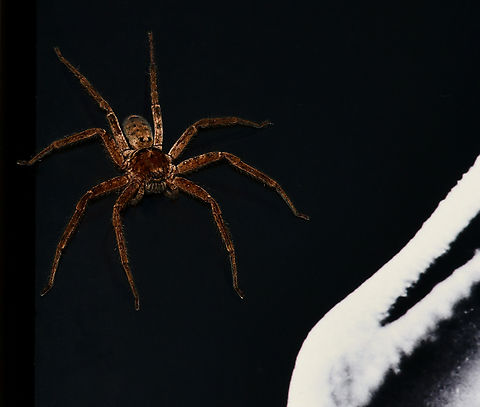 The boys are back in town Here in Australia, one knows it is truly summer when the huntsman reappear - especially in one's home. 
This is a decent sized male seen lingering on a work of art on the wall. 

Leg span around 8 cm.  Araneae,Australia,Geotagged,Heteropoda,Huntsman Spider,Sparassidae,Summer,arachnid,arthropod,fauna,invertebrate,macro,new south wales