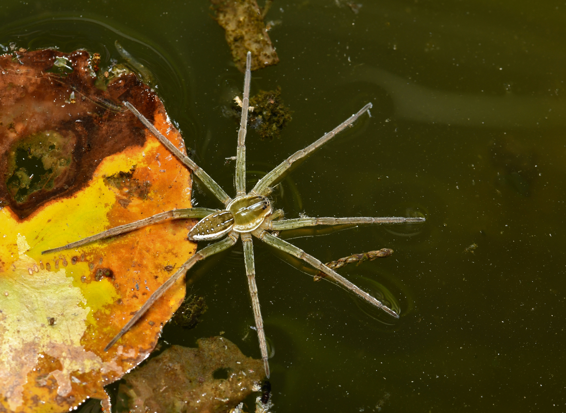 Australian fishing spider Home from being away a fair while and delighted to find a fishing spider has taken up residence by the freshwater pond/habitat that I built. <br />
<br />
This species Dolomedes facetus (known commonly as the clever or crafty fishing spider), hunts beside the water, on the water surface and can also dive for small fish and insects. What an awesome creature. <br />
<br />
Main prey are fish, tadpoles and aquatic insects. <br />
<br />
Fascinating to watch and it's already proving a far greater distraction than unpacking the suitcases.<br />
<br />
Body length around 10 mm.  Australia,Dolomedes facetus,Geotagged,Pisauridae,Summer,arachnid,araneae,arthropod,clever fishing spider,crafty fishing spider,fauna,invertebrate,macro,new south wales