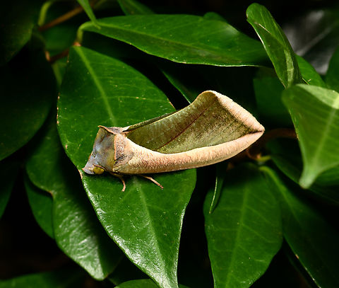 Green fruit-piercing moth Intriguing visual effect/camouflage on this moth, looking like a leaf with curled edges to my eyes. 

Found here in Australia, up to south-east Asia and on in to India. Larvae feed on plants within family Menispermaceae. Adult moths pierce fruit for the juices, sometimes causing fruit plantation infestations as fungi and other micro-organisms can enter the fruit and cause it to rot. 

The moth flew off after this one shot and I saw the flash of orange/red from the underwings. 

Wingspan 80 mm.  Australia,Erebidae,Eudocima salaminia,Fruit-Piercing Moth,Geotagged,Lepidoptera,Summer,arthropod,fauna,insect,invertebrate,macro,new south wales