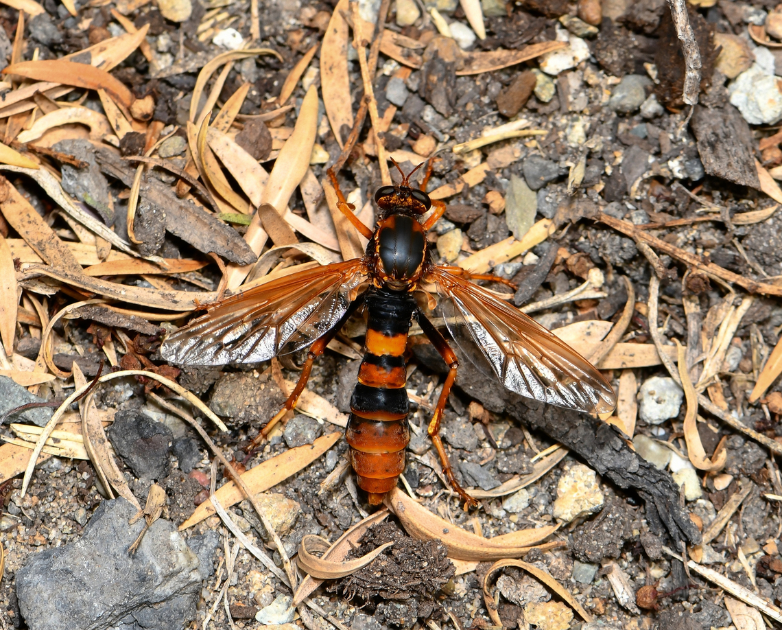 Wasp-mimic robber fly Neosaropogon princeps is a large robber fly with most convincing mimicry. They mimic our large wasps that paralyze and prey on spiders. <br />
<br />
I noted that when in flight an audible buzz could be heard, to accompany the already convincing physical appearance. <br />
<br />
Around 25 to 30 mm body length.  Asilidae,Australia,Diptera,Geotagged,Neosaropogon princeps,Summer,arthropod,fauna,insect,invertebrate,macro,new south wales,wasp-mimic robber fly