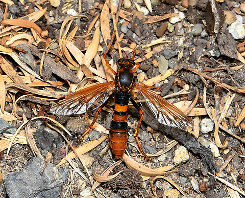 Wasp-mimic robber fly Neosaropogon princeps is a large robber fly with most convincing mimicry. They mimic our large wasps that paralyze and prey on spiders. 

I noted that when in flight an audible buzz could be heard, to accompany the already convincing physical appearance. 

Around 25 to 30 mm body length.  Asilidae,Australia,Diptera,Geotagged,Neosaropogon princeps,Summer,arthropod,fauna,insect,invertebrate,macro,new south wales,wasp-mimic robber fly