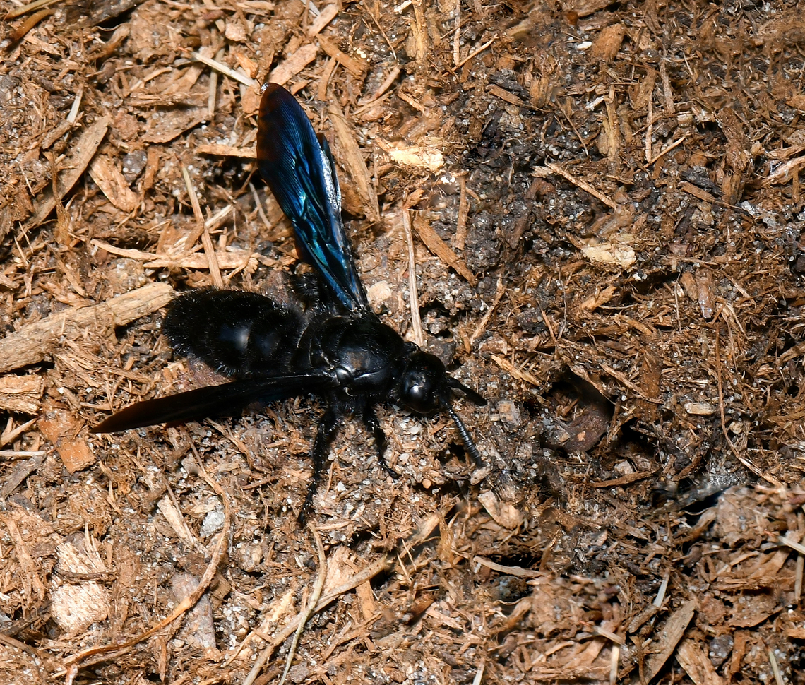 Blue flower wasp What a wonderful sight this was to come upon. With wings of deep metallic blue and a jet black body. I saw it on the wing at first, the flash of colour as the sunlight hit the wings, catching my eye. <br />
<br />
Then I observed it land to scout around and there were some attempts to burrow in to the ground - at one stage disappearing completely. I'm wondering therefore if this is a female, as they lay their eggs on beetle larvae after paralyzing them.  <br />
<br />
Body length around 30 mm.  Australia,Austroscolia soror,Geotagged,Hymenoptera,Scoliidae,Summer,arthropod,blue flower wasp,blue hairy flower wasp,fauna,hairy flower wasp,insect,invertebrate,macro,new south wales