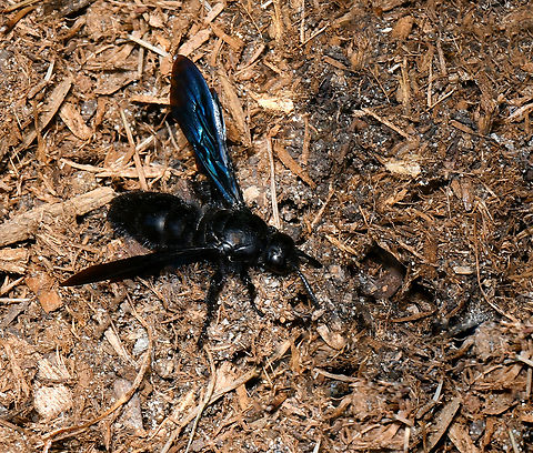 Blue flower wasp What a wonderful sight this was to come upon. With wings of deep metallic blue and a jet black body. I saw it on the wing at first, the flash of colour as the sunlight hit the wings, catching my eye. 

Then I observed it land to scout around and there were some attempts to burrow in to the ground - at one stage disappearing completely. I'm wondering therefore if this is a female, as they lay their eggs on beetle larvae after paralyzing them.  

Body length around 30 mm.  Australia,Austroscolia soror,Geotagged,Hymenoptera,Scoliidae,Summer,arthropod,blue flower wasp,blue hairy flower wasp,fauna,hairy flower wasp,insect,invertebrate,macro,new south wales