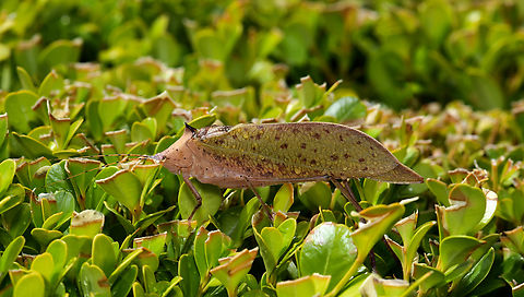 Semi-crested katydid The semi-crested katydid, Protina guttulata. It is scarcely seen and considered rare. A chance sighting on a cultivated shrub in the Hunter Valley, NSW. 

Adult male.  Australia,Geotagged,Orthoptera,Phaneropterinae,Protina guttulata,Summer,Tettigoniidae,arthropod,fauna,insect,invertebrate,macro,new south wales,semi-crested katydid