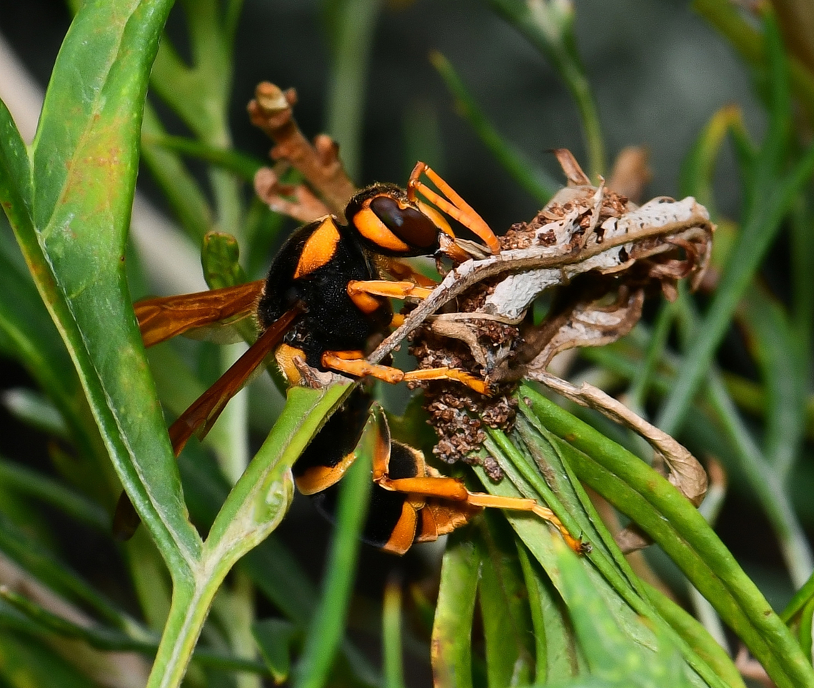 Large Australian mud-nesting wasp A handsome species with their velvet black and dynamic orange-yellow markings. Here we see one gathering organic matter from a native Grevillea. <br />
<br />
This species of wasp build their nests in tree hollows or under and around large rocks. <br />
<br />
Body length 25 mm.  Abispa splendida,Australia,Eumeninae,Geotagged,Hymenoptera,Mason wasp,Summer,Vespidae,arthropod,fauna,insect,invertebrate,macro,mud-nesting wasp,new south wales,potter wasp