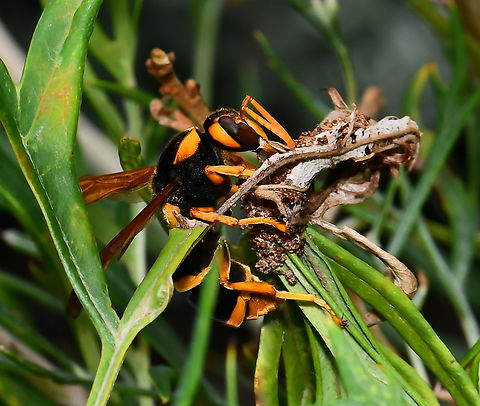 Large Australian mud-nesting wasp A handsome species with their velvet black and dynamic orange-yellow markings. Here we see one gathering organic matter from a native Grevillea. 

This species of wasp build their nests in tree hollows or under and around large rocks. 

Body length 25 mm.  Abispa splendida,Australia,Eumeninae,Geotagged,Hymenoptera,Mason wasp,Summer,Vespidae,arthropod,fauna,insect,invertebrate,macro,mud-nesting wasp,new south wales,potter wasp