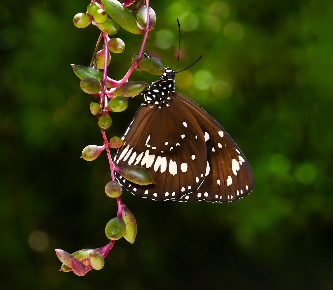 Oleander butterfly I don't know if it is the same butterfly, but this past week I've seen this species resting on the hanging strands of my string of tears succulent every day. Here I noticed in the image that the proboscis is extended - perhaps seeking moisture? The plant is not in flower right now. <br />
<br />
This is not a host plant for this species of butterfly. <br />
<br />
Wingspan 90 mm. Australia,Australian crow butterfly,Common Crow,Common Crow Butterfly,Euploea core,Geotagged,Lepidoptera,Nymphalidae,Oleander butterfly,Senecio herreanus,Summer,arthropod,fauna,insect,invertebrate,macro,new south wales