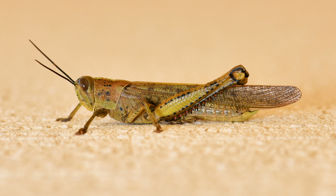 Giant valanga grasshopper Image has been turned for detail: grasshopper was head up on a wall.<br />
<br />
The giant grasshopper is the largest of the short horned (antennae) grasshoppers here in Australia, with adults growing up to 90mm in length. <br />
<br />
Adults are creamy brown to grey, but their colouration and markings can be extremely variable, hence the species name of irregularis. Adults can be distinguished by the black-tipped orange to red spines on the hind leg tibia. <br />
 Acrididae,Australia,Geotagged,Giant Grasshopper,Orthoptera,Summer,Valanga irregularis,arthropod,fauna,giant grasshopper,hedge grasshopper,insect,invertebrate,macro,new south wales