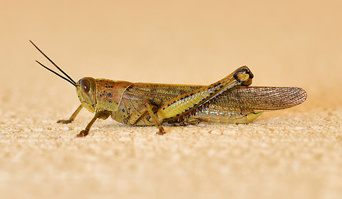 Giant valanga grasshopper Image has been turned for detail: grasshopper was head up on a wall.

The giant grasshopper is the largest of the short horned (antennae) grasshoppers here in Australia, with adults growing up to 90mm in length. 

Adults are creamy brown to grey, but their colouration and markings can be extremely variable, hence the species name of irregularis. Adults can be distinguished by the black-tipped orange to red spines on the hind leg tibia. 
 Acrididae,Australia,Geotagged,Giant Grasshopper,Orthoptera,Summer,Valanga irregularis,arthropod,fauna,giant grasshopper,hedge grasshopper,insect,invertebrate,macro,new south wales