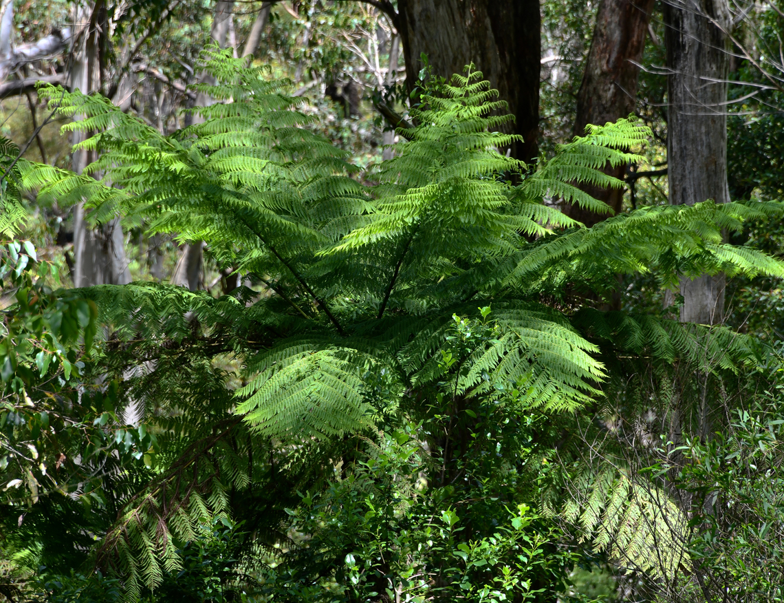 Rough tree fern Seen close to Burrawang Creek, Wildes Meadow, New South Wales within dense forest. <br />
<br />
Native range for Cyathea australis is along much of the east coast of Australia, predominantly New South Wales and extending right down into Tasmania.<br />
<br />
The trunks of the fronds were rough which distinguishes it from Cyathea cooperi.  <br />
<br />
 Alsophila australis,Australia,Botany,Cyathea australis,Cyatheaceae,Cyatheales,Flora,Geotagged,Summer,new south wales,rough tree fern