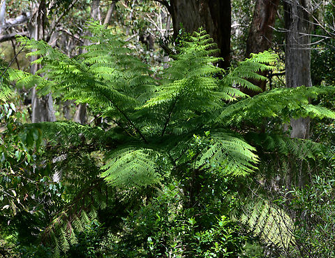 Rough tree fern Seen close to Burrawang Creek, Wildes Meadow, New South Wales within dense forest. 

Native range for Cyathea australis is along much of the east coast of Australia, predominantly New South Wales and extending right down into Tasmania.

The trunks of the fronds were rough which distinguishes it from Cyathea cooperi.  

 Alsophila australis,Australia,Botany,Cyathea australis,Cyatheaceae,Cyatheales,Flora,Geotagged,Summer,new south wales,rough tree fern
