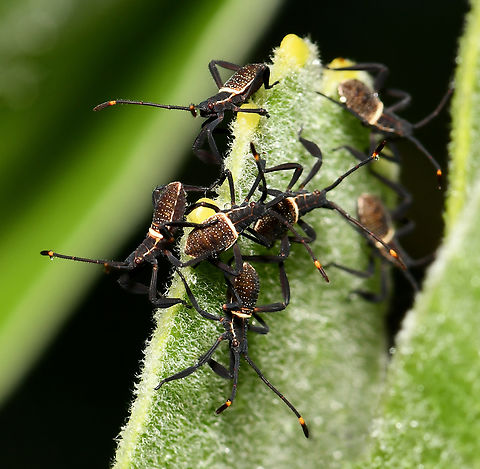 Crusader bug nymphs: recently hatched As true bugs within order Hemiptera, by using their sucking mouthparts, crusader bugs feed on a wide range of plants including wattles and eucalypts, also non-natives such as orchard plants eg. citrus and garden plants eg, roses. 

An adult can reach 25 mm in length and is recognisable with a clear saltire on its back in light yellow contrasting to the rest of the dark brown/black body. 

The nymphs pictured here are 1st instars  recently out of their eggs and no more than 5 mm in length. The eggs were close by, on an adjoining leaf.  Australia,Coreidae,Crusader Bug,Geotagged,Mictis profana,Mictis profana nymph,Summer,arthropod,crusader bug,crusader bug nymph,fauna,hemiptera,heteroptera,holy cross bug,insect,invertebrate,macro,new south wales