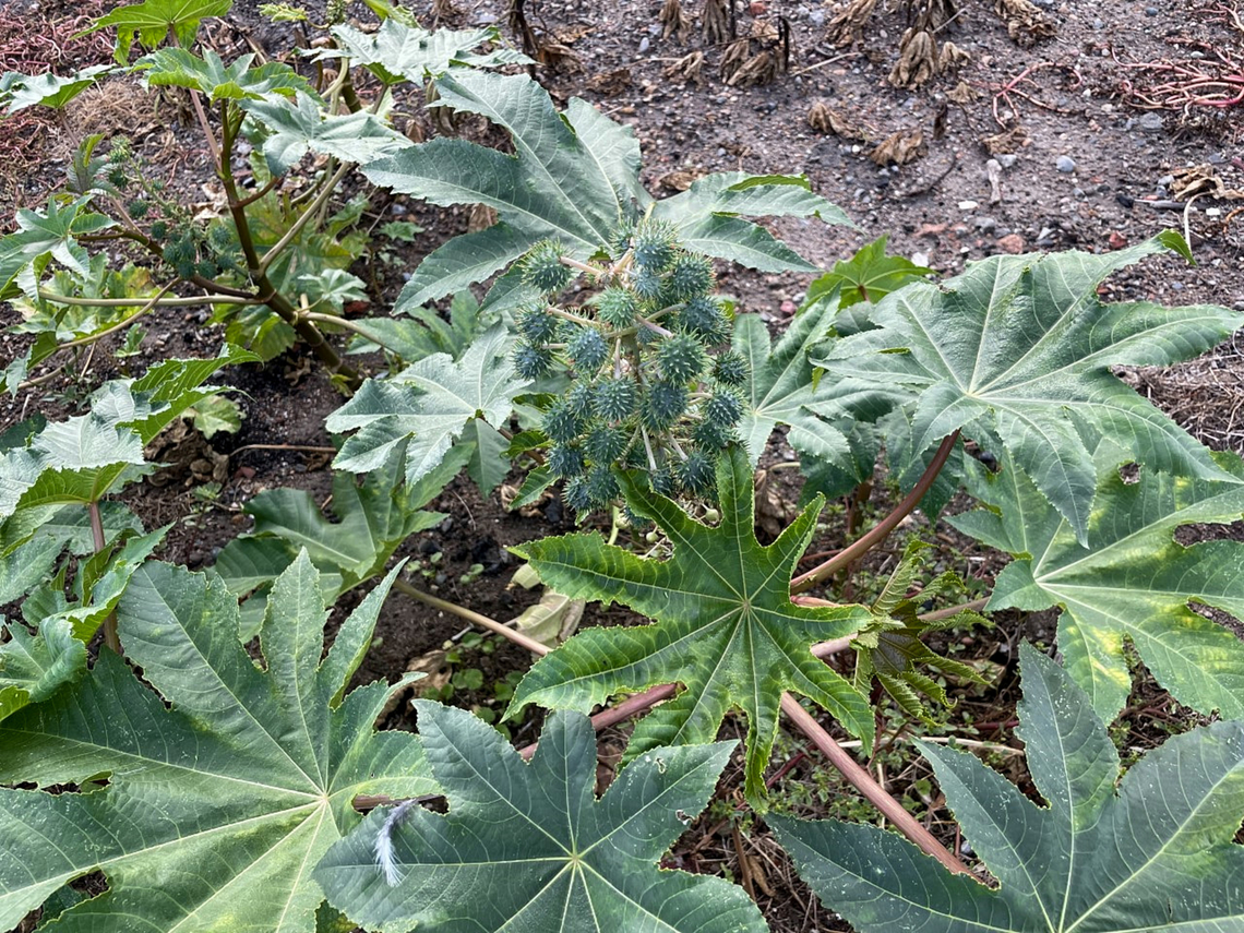 Ricinus communis The castor oil plant perhaps originated in Africa, but is now widespread throughout the tropical and subtropical regions of the world. It can displace native plant species and I see this prolifically seeding plant all over open, cleared, disturbed land.    <br />
<br />
The seeds are poisonous if they are chewed and ingested. The foliage is only slightly toxic. Ricinin which can be extracted from the beans of castor oil is highly toxic and has been used in homicide.<br />
<br />
R. communis has been listed as a noxious weed in the Australian states of New South Wales and the Northern Territories.<br />
 Australia,Castor oil plant,Castorbean,Euphorbiaceae,Flora,Geotagged,Malpighiales,Ricinus communis,Summer,botany,new south wales,noxious weed