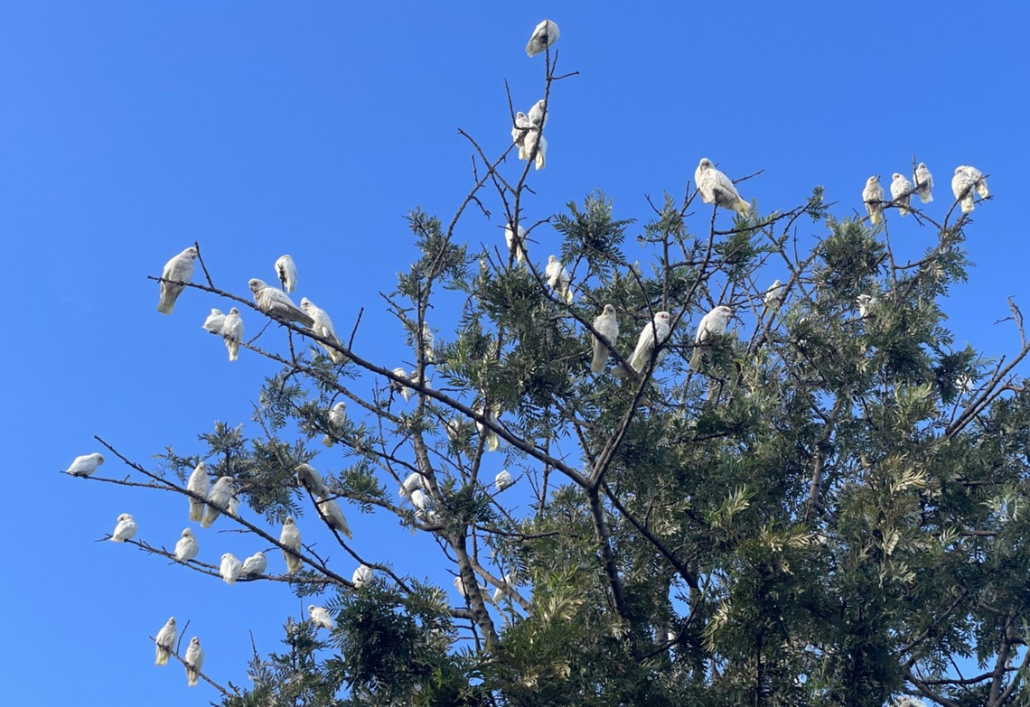 Bare-eyed cockatoos Also commonly known as little corellas and blood-stained cockatoos, this group here were just some of I estimate, several hundred that were massing in this particular area yesterday, early morning. Enjoying the sunshine and warming up. <br />
<br />
The noise was deafening!<br />
<br />
Body length around 35 cm. <br />
<br />
 Australia,Aves,Cacatua sanguinea,Cacatuidae,Geotagged,Little Corella,Little corella,Psittaciformes,Summer,bare-eyed cockatoo,blood-stained cockatoo,new south wales,vertebrate