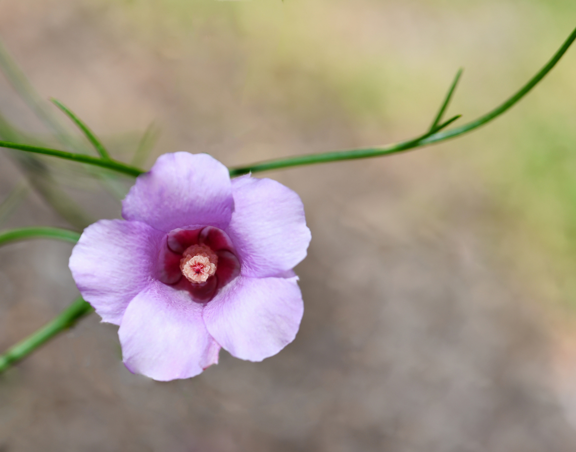 Australian Alyogyne The genus Alyogyne is closely related to genus Hibiscus. <br />
<br />
We have around 40 species of plants commonly called Hibiscus here in Australia, most of which are endemic.<br />
<br />
This one being Alyogyne hakeifolia. Fine leaves surround these delicate, pretty blooms. <br />
<br />
Growing to 3 m. <br />
<br />
<figure class="photo"><a href="https://www.jungledragon.com/image/161877/australian_alyogyne.html" title="Australian Alyogyne"><img src="https://s3.amazonaws.com/media.jungledragon.com/images/3314/161877_thumb.jpg?AWSAccessKeyId=05GMT0V3GWVNE7GGM1R2&Expires=1767225610&Signature=AH89DXcoNxKXBF8PEVEMJMN9E%2FI%3D" width="200" height="196" alt="Australian Alyogyne The genus Alyogyne is closely related to genus Hibiscus. <br />
<br />
We have around 40 species of plants commonly called Hibiscus here in Australia, most of which are endemic.<br />
<br />
This one being Alyogyne hakeifolia. Fine leaves surround these delicate, pretty blooms. <br />
<br />
Growing to 3 m. <br />
<br />
https://www.jungledragon.com/image/146995/elegant_australian_alyogyne.html<br />
<br />
 Alyogyne hakeifolia,Australia,Australian native hibiscus,Botany,Flora,Geotagged,Macro,Malvaceae,Malvales,Summer,new south wales" /></a></figure><br />
<br />
 Alyogyne hakeifolia,Australia,Australian native hibiscus,Botany,Flora,Geotagged,Malvaceae,Malvales,Summer,macro,new south wales