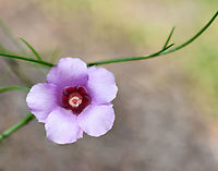 Australian Alyogyne The genus Alyogyne is closely related to genus Hibiscus. <br />
<br />
We have around 40 species of plants commonly called Hibiscus here in Australia, most of which are endemic.<br />
<br />
This one being Alyogyne hakeifolia. Fine leaves surround these delicate, pretty blooms. <br />
<br />
Growing to 3 m. <br />
<br />
https://www.jungledragon.com/image/161877/australian_alogyne.html<br />
<br />
Alyogyne hakeifolia,Australia,Australian native hibiscus,Botany,Flora,Geotagged,Malvaceae,Malvales,Summer,macro,new south wales