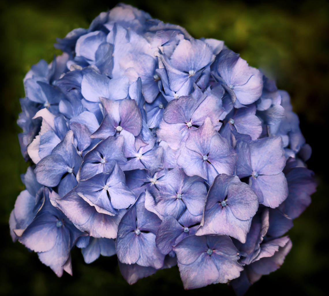 Hortensia Hortensia is the common name for genus Hydrangea. This is specifically Hydrangea macrophylla in a shady spot in my sister-in-law&#039;s garden. It caught my eye as I&#039;d never seen one with flowers leaning toward purple before. <br />
<br />
2.5 x 2 m Australia,Cornales,Flora,Geotagged,Hydrangea macrophylla,Hydrangeaceae,Mophead Hydrangea,Summer,bigleaf hydrangea,lacecap hydrangea,mophead hydrangea,new south wales,penny mac,summer